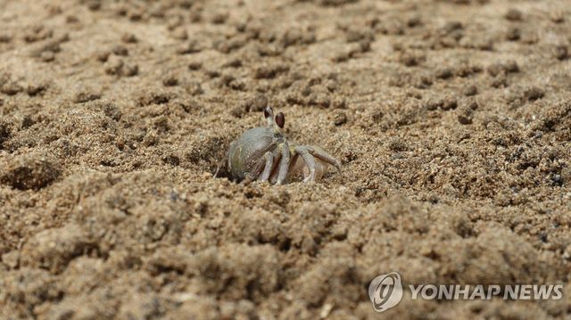 제주 해안사구의 달랑게