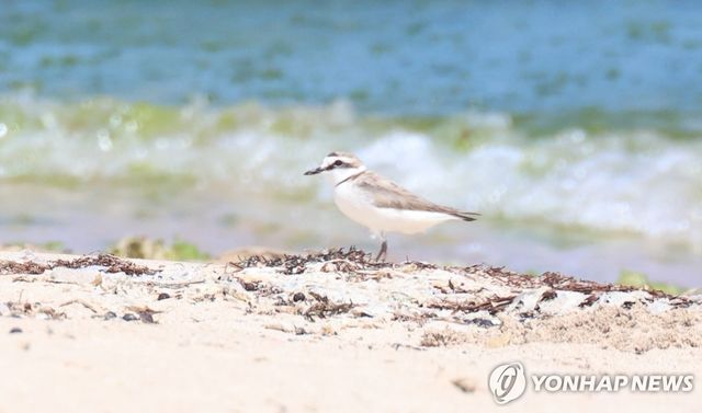 제주 해안사구의 흰물떼새
