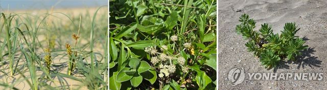 제주 해안사구의 염생식물(왼쪽부터 좀보리사초, 갯방풍, 모래지치)