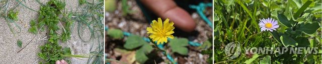 제주 해안사구의 염생식물(왼쪽부터 갯금불초, 갯씀바귀, 갯쑥부쟁이)