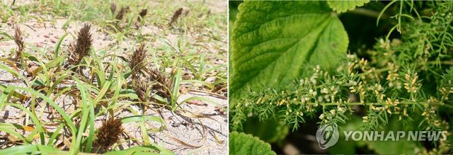 제주 해안사구의 염생식물(왼쪽부터 통보리사초.노간주빗자루)