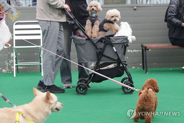 북적이는 반려동물 한마당