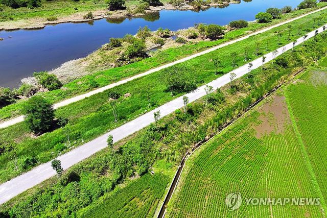국가하천에 나무 무단 식재