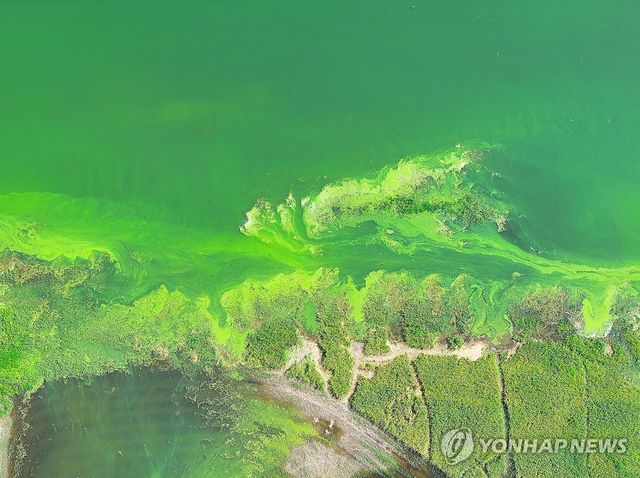 연이은 폭염에 소양호 상류 뒤덮은 녹조
