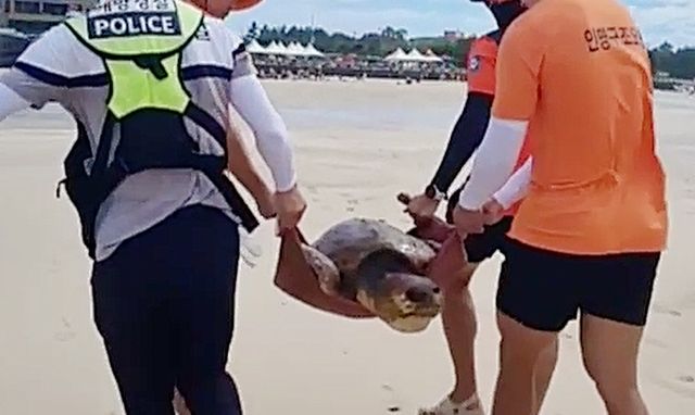 구조된 붉은바다거북