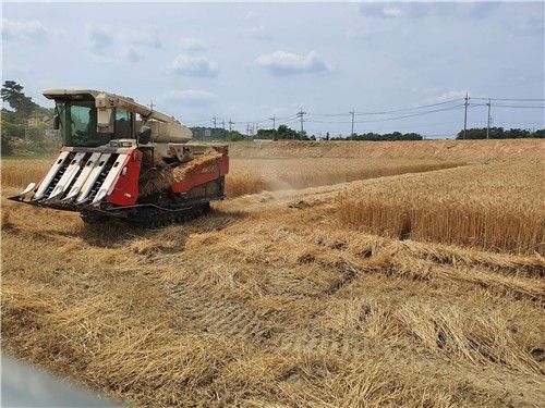 서천 밀 수확 모습