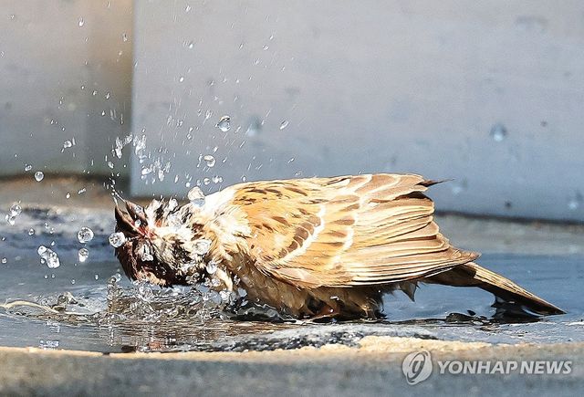 더위 식히는 참새