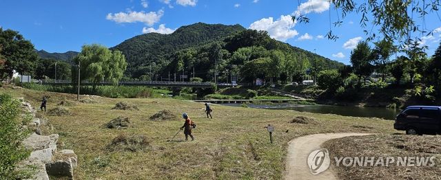 수변 식물 베어낸 전주천