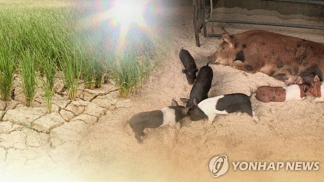 폭염에 가뭄까지…농작물 말라 죽고 가축 집단 폐사 (CG)
