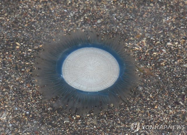 푸른우산관해파리