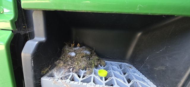 트럭에 둥지튼 딱새