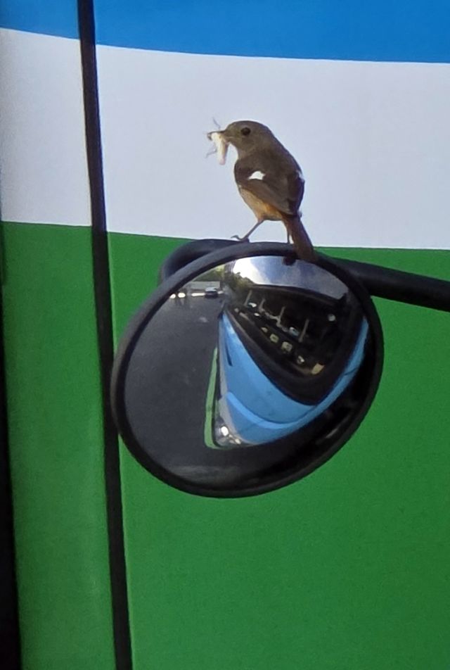 트럭에 둥지튼 딱새가 새끼들에게 먹잇감을 실어나르고 있다