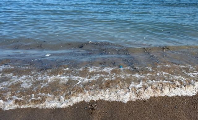 최근 제주시 이호해수욕장에 출몰한 푸른우산관해파리