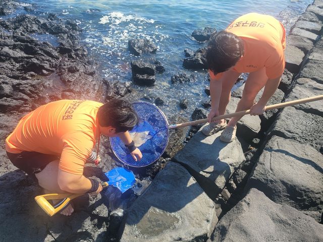 해파리 수거활동 벌이는 소방