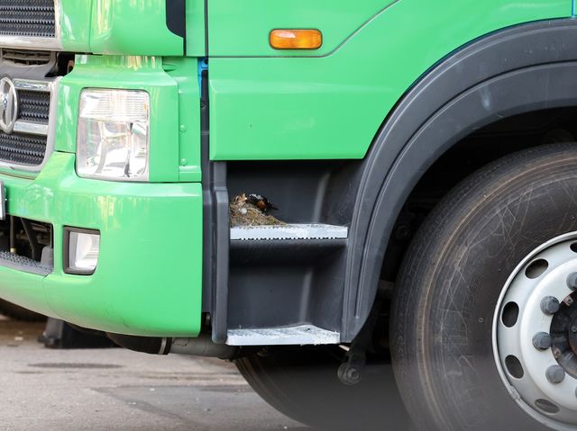 트럭에 둥지튼 딱새