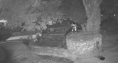 반려견 비비탄 난사 사건 당시 모습