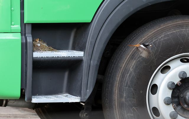 트럭에 둥지튼 딱새