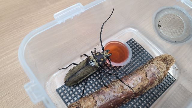 7월 28일 광릉숲에서 발견된 장수하늘소