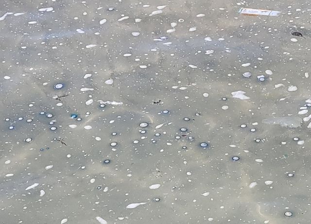 지난 28일 제주 서귀포시 표선해수욕장에서 목격된 푸른우산관해파리