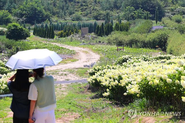 수국 구경 왔어요