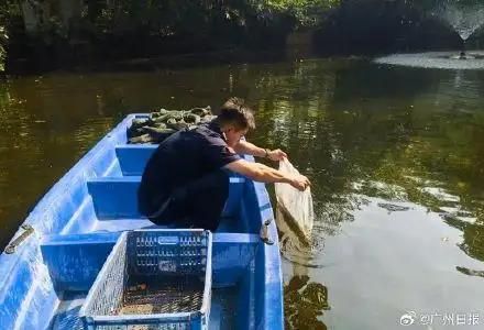 물고기 풀어 모기 박멸