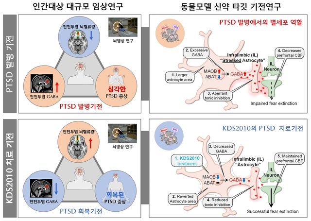 PTSD에서 별세포 GABA 조절 메커니즘 및 신약 KDS2010의 치료 효과