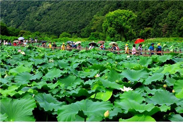 울산 회야댐 상류 생태습지 전경