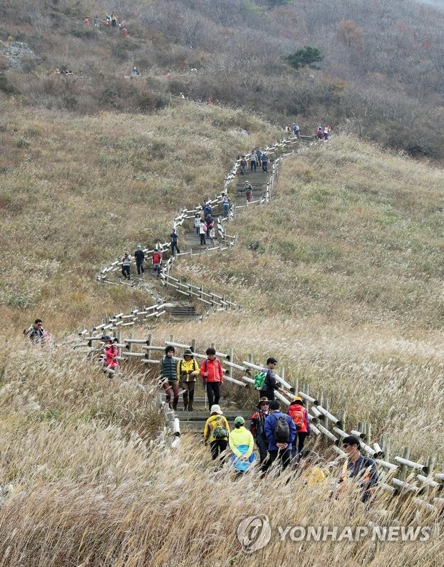 억새 만발한 울산 영남알프스 간월재…등산객 행렬