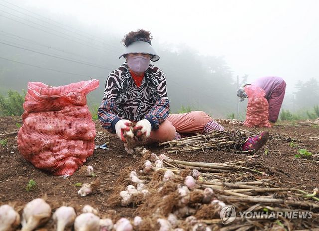 "이것이 태안 가의도산 명품 6쪽마늘 씨마늘"