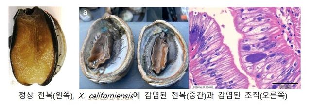 정상 전복과 제노할리오티스 캘리포니엔시스에 감염된 전복