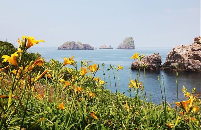 홍도에 핀 원추리꽃