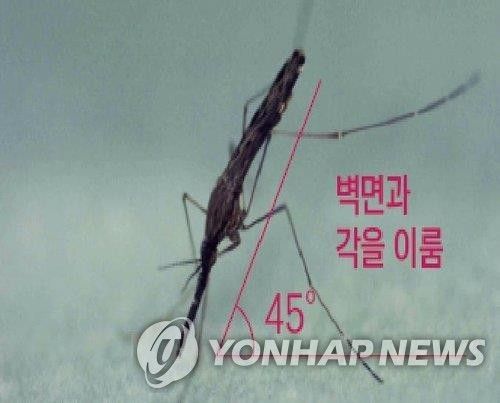 지난 6월 파주서 채집된 말라리아 매개 모기