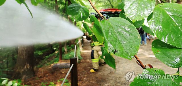 물에 약한 러브버그...살수로 퇴치