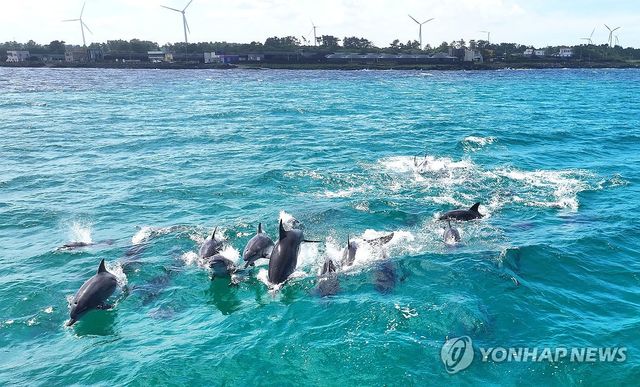 남방큰돌고래의 여름 나들이