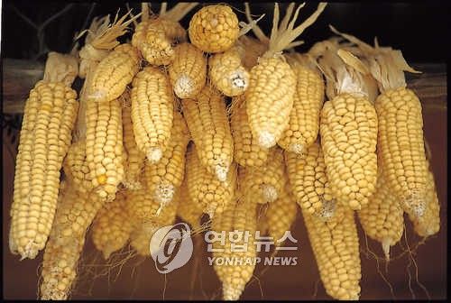 추녀 밑에 걸어 놓은 옥수수