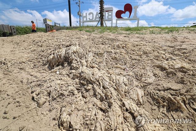 구멍갈파래가 점령한 신양섭지해수욕장