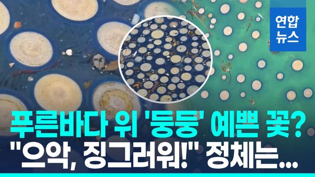 [영상] 푸른바다에 '둥둥' 동그라미 수만개…제주 비상 걸린 이것 정체? - 2