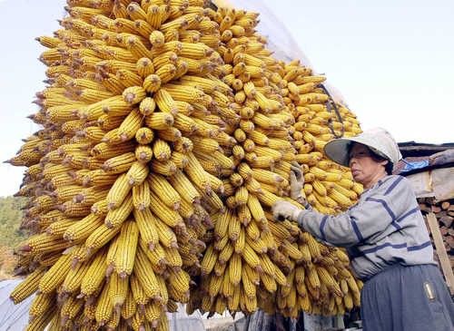 옥수수 말리는 농촌 마을