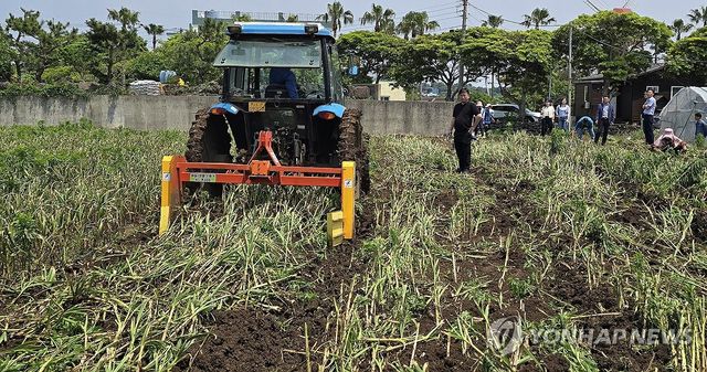 제주 마늘 기계 수확 시연