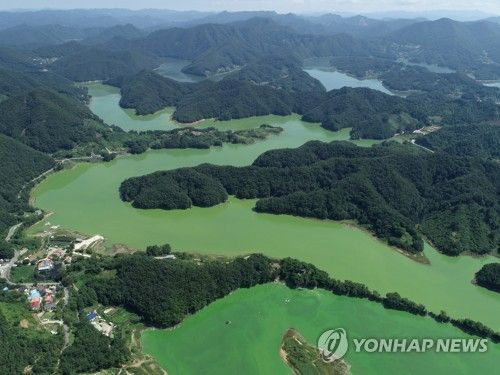 녹조 뒤덮인 대청호