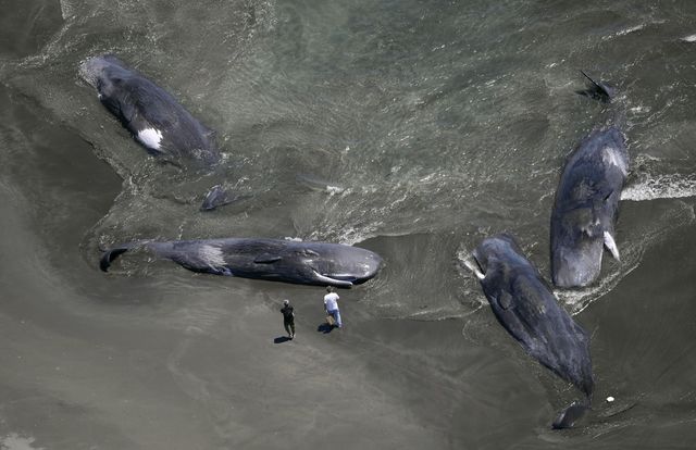 일본 수도권 해변에 떠밀려온 고래