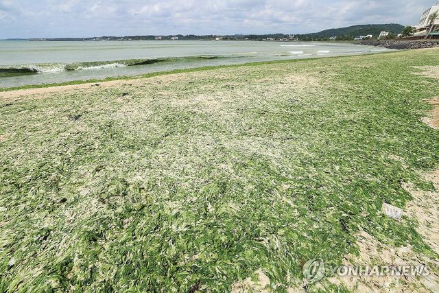 구멍갈파래가 점령한 신양섭지해수욕장