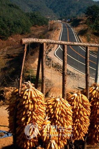 농촌-옥수수 말리기
