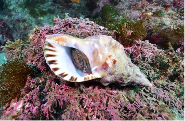 나팔고둥. [국립해양생물자원관 제공. 재판매 및 DB 금지]