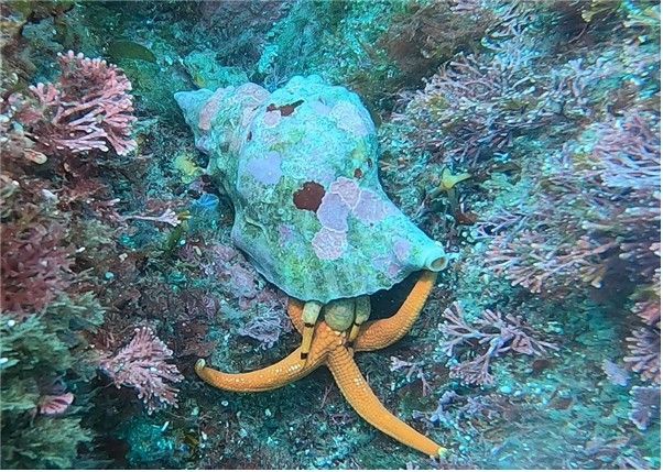 불가사리를 잡아 먹는 나팔고둥. [국립생태원 제공. 재판매 및 DB 금지]