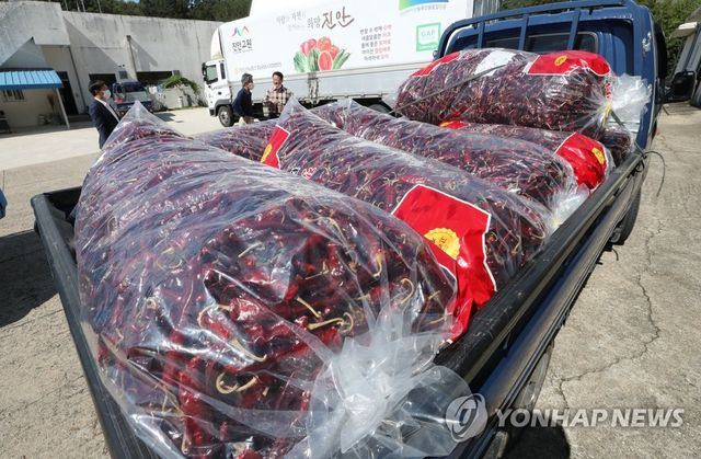 진안고원 마른 햇고추