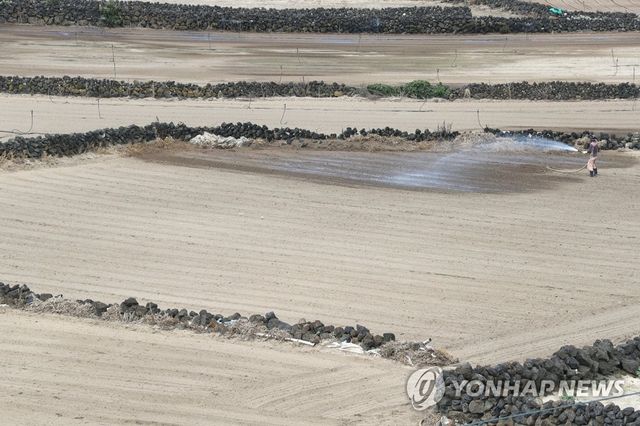 마른 당근밭에 물 뿌리기