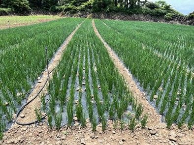 제주에서 시험 재배되는 여름 쪽파