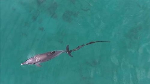 꼬리에 폐어구가 얽힌 채 목격된 남방큰돌고래 행운이