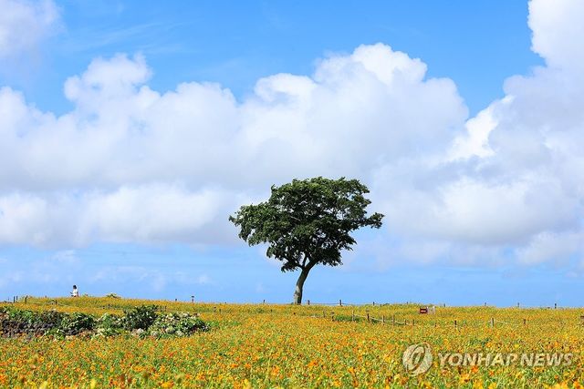 언젠가는 가을이 온다